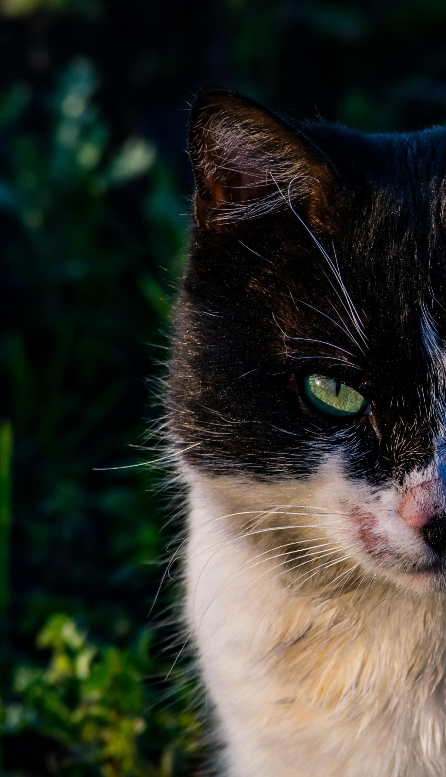 Las personas envidiosas nos pueden amargar la vida - tolga-ulkan-f4rYLkBy0gU-unsplash
