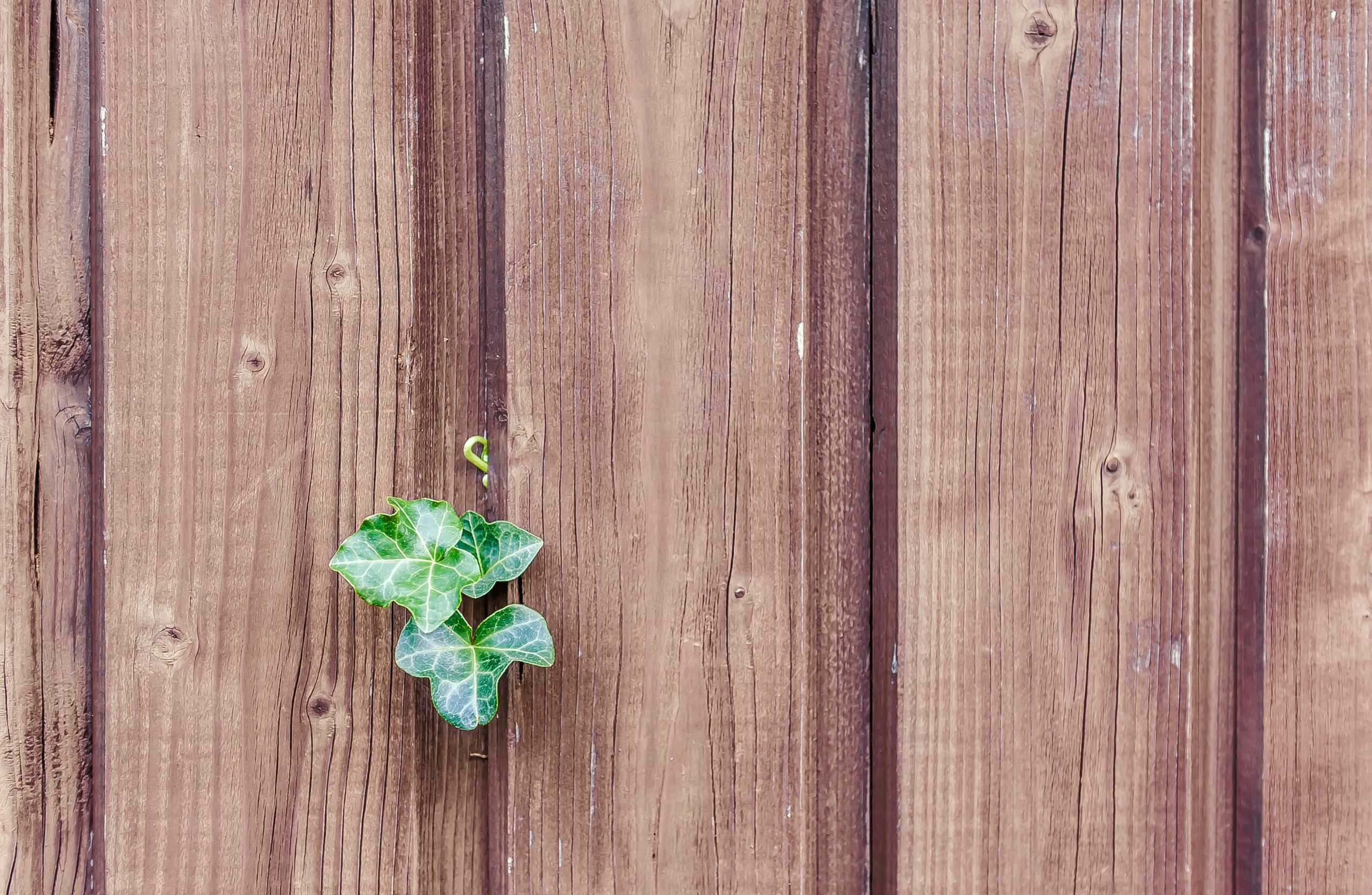 Renovarse y adaptarse: dos claves psicológicas para vivir con equilibrio y bienestar